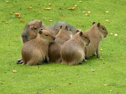 Image result for group of animals together