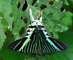 Poor enticed by gold and better life, leave behind environmental ruin