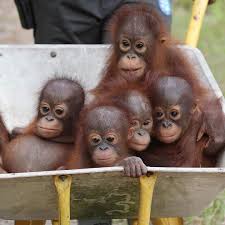 The Perfect World Foundation On Instagram Do You Want To Help Us Feed 110 Orangutans The Food Program Will Start Baby Orangutan Orangutan Baby Animals Funny