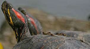 how often do red eared sliders eat and how much do they eat