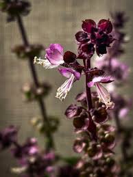 Image result for Ocimum basilicum