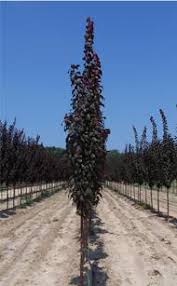 Alibaba.com brings you a broad spectrum of well preserved and top quality purple leaf plum that are not only. Plum Crimson Pointe Pine Lane Nursery