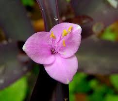 Image result for Commelinaceae