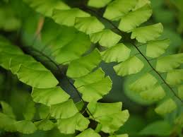 Image result for Adiantaceae