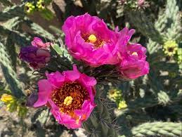 Image result for Lactuca imbricata