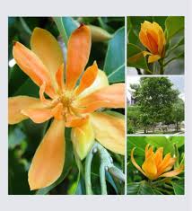 Image result for Magnolia champaca