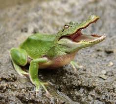 Frogcrocs Photoshopped Animals Animal Mashups Weird Animals