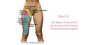 What is your groin area called? Groin Pain Structures And Conditions That Can Contribute To Groin Pain