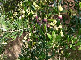 Check spelling or type a new query. Olive Trees Offer Gnarly Timeless Beauty