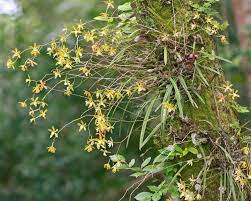 The genus, encyclia, is from the greek enkykleoma, meaning to encircle. the species epiphet, tampensis, refers to the city of tampa, where encyclia tampensis was first discovered. Encyclia Tampensis Alchetron The Free Social Encyclopedia