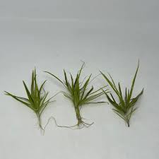 Image result for Blyxa