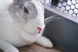 Contents 12 why is my mother rabbit stepping on her babies? 5 Signs And Symptoms Of A Dying Rabbit Illness And Old Age