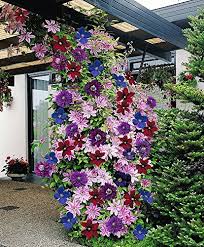 We did not find results for: Review For Clematis Mixed Colors 20seeds Wonderful Large Blooms 20 Perennial Vine Seeds