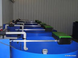 Complete Recirculating Aquaculture System For Sale Nswaqua Is Your Aquaculture Aquaponics Association Join And Help Secure Your Industry S Future