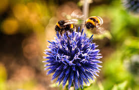 In the wild, they often take over. Help Bumblebees With Your Garden Horticulture