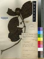 Image result for Leptactina