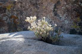 We did not find results for: Flowers Growing Through Rocks Free Stock Photo Public Domain Pictures