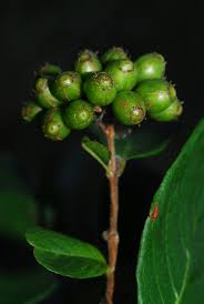 Image result for Crossopteryx febrifuga