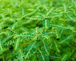 Image result for Phyllanthus pseudoniruri