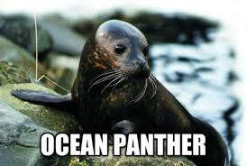 Ocean Panther Funny Animal Names Animals Funny Animals