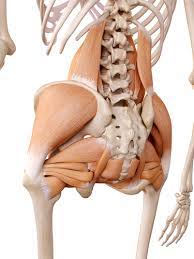 Dorsal ilium, dorsal sacrum, sacrotuber… it tract band and gluteal tuberosity of… Lower Back And Hip Pain How Are They Connected