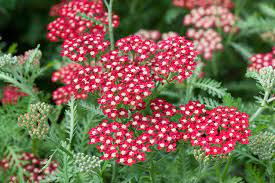 Common Yarrow Peggy Sue Achillea Millefolium Achillea Millefolium Achillea Flowers