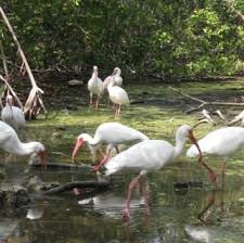 Florida Keys Wild Bird Rehabilitation Center Is A Popular Tourist Destination In Tavernier Read Reviews And Florida Keys Key Largo Vacation Key Largo Florida