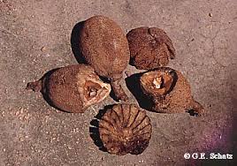 Image result for Canarium