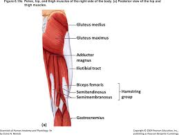 Anatomy • free medical books. Free Muscle Chart Pdf 937kb 12 Page S Page 7
