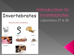 Many invertebrates grow slowly and each stage of shedding skin. Introduction To Invertebrates