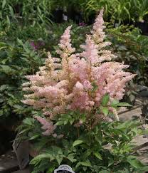 Astilbe Younique Silvery Pink Astilbe Herbaceous Perennials Flower Garden