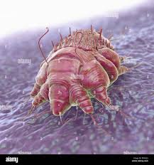 Image result for Sarcoptes scabiei