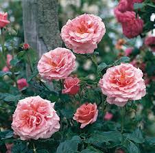 Check spelling or type a new query. Rosa Aloha