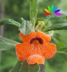 Image result for Pterodiscus aurantiacus