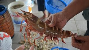Sekarang semua org bisa makan lobster ! Lobster Air Tawar Sabah Berapa Harga Jual Lobster Air Tawar Dipasaran