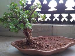 How to bonsai a peepal tree (with english subtitle). Buy Bonsai Jade Plant Online India And Hyderabad Treekart Com