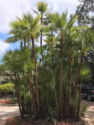 Image result for Acoelorrhaphe wrightii