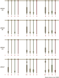 They had the quipu, but i doubt that's what's being written here. Pin By Kimek On Symbols Ancient Scripts Writing Systems Alphabet