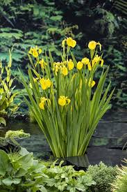 Image result for Iris pseudacorus