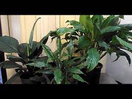 We did not find results for: Peace Lily Cultivars Different Spathiphyllum Varieties Youtube