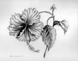 Pin By Orion Jewelry On Flowers Flower Sketches Pencil Drawings Of Flowers Pencil Drawings