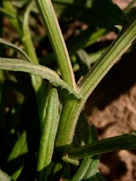 Image result for Senecio madagascariensis