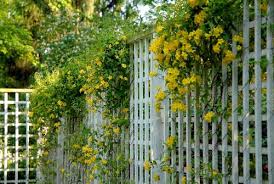 Carolina Jasmine Good For Part Shade Fragrant Vine Sort Of Evergreen Grow On Fence Side With Nothing Else Carolina Jasmine Evergreen Vines Trellis Plants