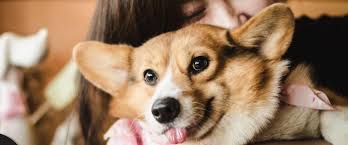 Discover 64 shopping options, including boutiques, flea markets, and malls. 6 Pet Cafes In Penang You Shouldn T Miss Out Raymond Tours