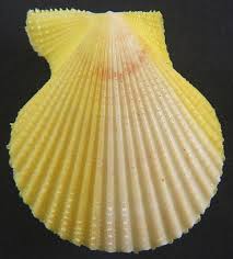 Image result for Gilgiochloa