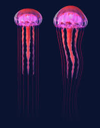 Jellyfish By Animationlibrary The Model Originally Created In Maya 2014 Rendered With Mental Ray And Exported As Obj To Use I Jellyfish Animal Planet 3d Model