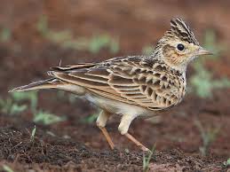 Image result for Alafia orientalis