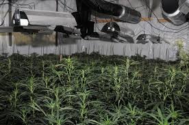 Thanks to our top selection of the best free online grow games, you can experience the fun and satisfaction of watching your hard and tireless work blossom in each level or simply out of a pot. Cannabis Factory Is Found In London S Deserted Financial District The New York Times