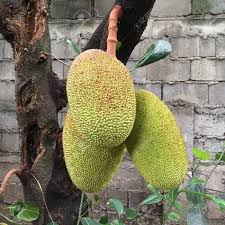 Nangka dan cempedak adalah dua buah yang berbeda. Photo Of A Young And Unripe Jackfruit Known As Nangka Or Langka Stock Photo Picture And Royalty Free Image Image 106216077