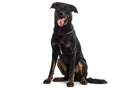 Many breeds of puppies for sale in australia , some are sold cheap. Beauceron Puppies For Sale In California Adoptapet Com